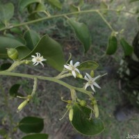 Olax scandens Roxb.
